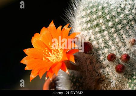 Orangenblüten des Aylostera muscula Kaktus im Detail Stockfoto