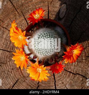 Orangenblüten des Aylostera muscula Kaktus von oben Stockfoto