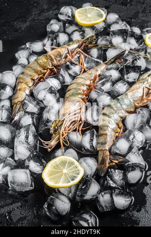 Frische Garnelen mit schwarzer Zitrone auf Eis. Rohe Meeresfrüchte. Schwarzer Hintergrund. Draufsicht Stockfoto