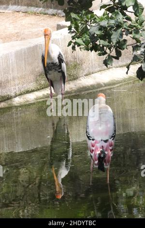 Bemalte Störche Reflexion im Wasser . Stockfoto