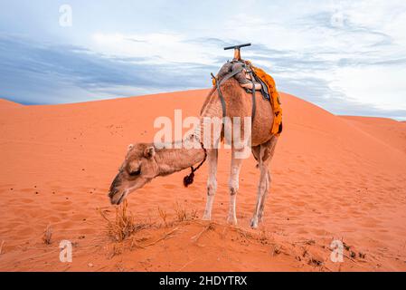 Dromedarkamele fressen Gras auf Sanddünen in der Wüste gegen den Himmel Stockfoto