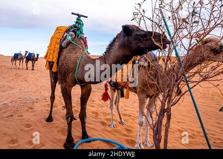 Dromedary braune Kamele fressen Baumblätter in der Wüste gegen den Himmel Stockfoto