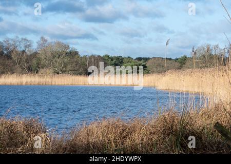 Blick auf Frensham Great Pond an einem sonnigen Wintertag, Surrey, England, großbritannien Stockfoto
