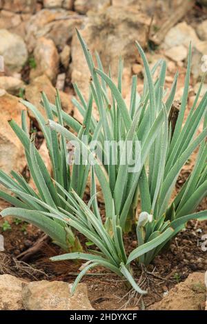 Allium ampeloprasum vor der Blüte in den Bergen in Spanien Stockfoto