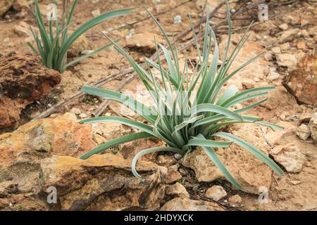 Allium ampeloprasum vor der Blüte in den Bergen in Spanien Stockfoto