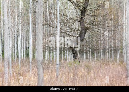 Liberland, offiziell die Freie Republik Liberland, ist eine Mikronation, die ein unbewohntes Stück umstrittenen Landes am westlichen Ufer der Danu beansprucht Stockfoto