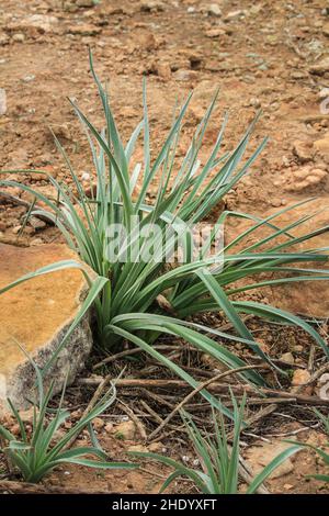 Allium ampeloprasum vor der Blüte in den Bergen in Spanien Stockfoto