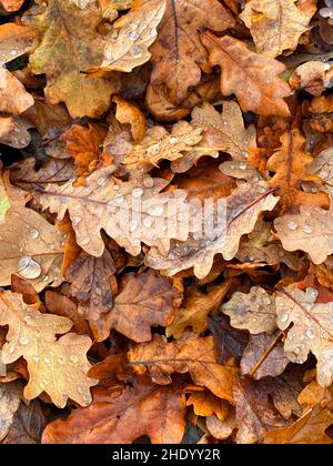 Herbst - Eichenblätter auf dem Waldboden. Stockfoto