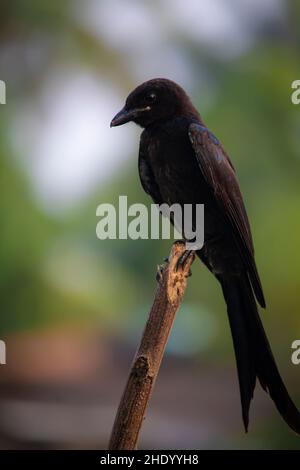 Ein schwarzer Drongo-Vogel sitzt an einem schönen Morgen auf einem Ast von Bäumen Stockfoto