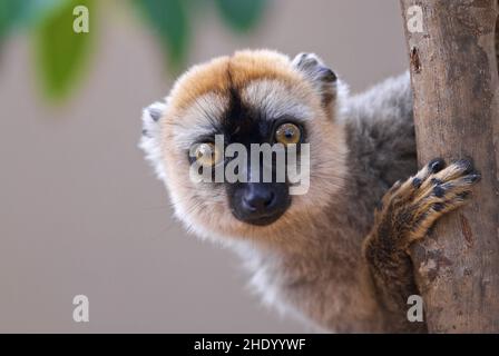 Nahaufnahme von Sanfords braunem Lemur, der hinter dem Baum schaut. Eulemur sanfordi. Stockfoto