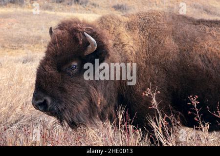 American Bison (Bison Bison) grast im Wind Cave National Park, South Dakota, USA Stockfoto