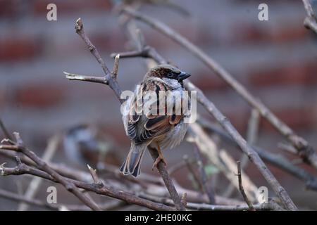 Nahaufnahme der kleine braune schwarze Sperling, der auf dem braunen Baumzweig über unscharfem rot-braunem Hintergrund sitzt. Stockfoto