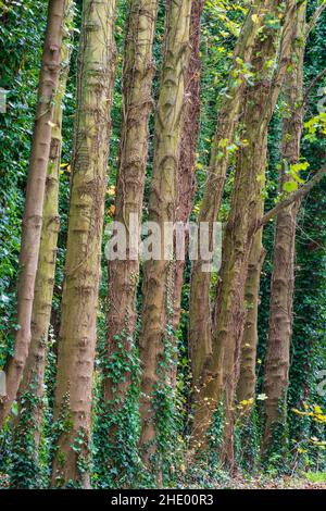 Reihe von neun lombardischen Pappelstämmen neben einem verlassen bedeckten Weg im Herbst. Einige Efeu beginnen, die Stämme aufzuwachsen. Stockfoto