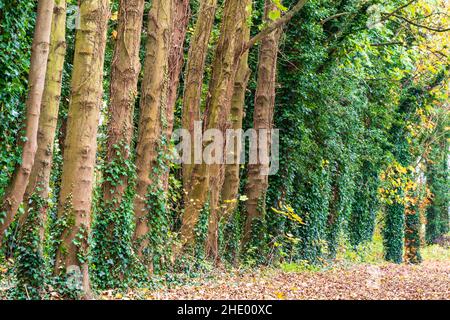 Lassen Sie bedeckten ländlichen Weg entlang einer Reihe von 10 hohen Lombardei Pappel Baumstämme mit mehreren im Hintergrund, aber mit Efeu bedeckt, Herbst, Herbst. Stockfoto