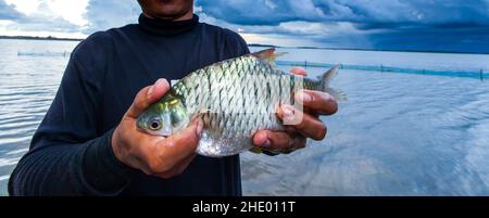 Nahaufnahme eines asiatischen Fischers Hände halten eine große Silberbarbe während der Angelsaison an einem See, Regensturm im Hintergrund. Nordostthailand. Stockfoto