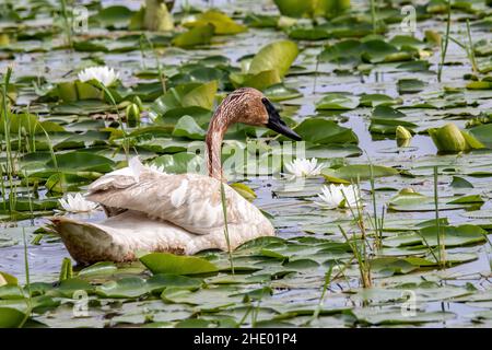 Trompeter-Schwan unter den Lilypaden am Phantom Lake im Crex Meadows Wildlife Area, Grantsburg, Wisconsin, USA. Stockfoto