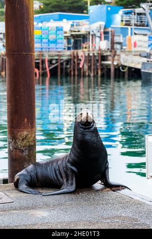 Seelöwe; geblickt; Familie Otariidae; auf dem Bootssteg; Newport; Oregon; USA Stockfoto