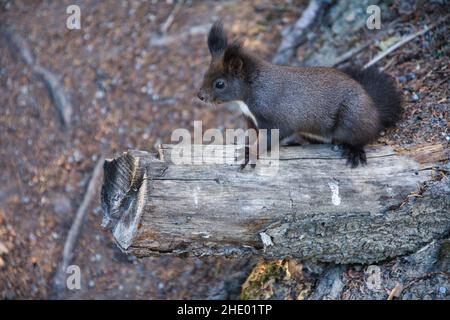 Nahaufnahme eines Eichhörnchens mit Erdnuss, Porträt des essenden eurasischen Eichhörnchens, Scirius carolinensis Stockfoto