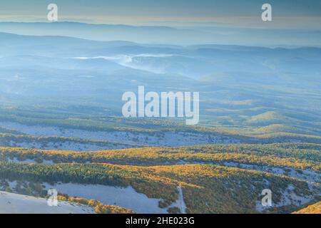 Frankreich, Vaucluse, Parc Naturel Regional du Mont Ventoux (Naturpark Mont Ventoux), Beduinen, Mont Ventoux, Südseite des Mont Ventoux, Buche Stockfoto