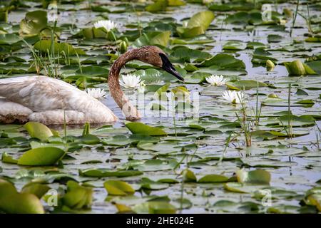 Trompeter-Schwan unter den Lilypaden am Phantom Lake im Crex Meadows Wildlife Area, Grantsburg, Wisconsin, USA. Stockfoto