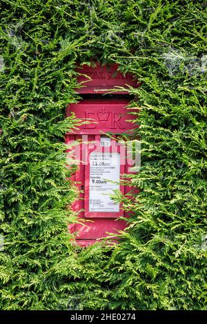 Nahaufnahme eines isolierten britischen er-Postkastens, versteckt in einer ländlichen Leylandii-Hecke, in einem ländlichen Dorf im Vereinigten Königreich. Stockfoto