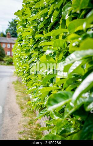 Nahaufnahme von immergrünen Blättern von Lorbeer-Hedging-Pflanzen (Prunus laurocerasus Rotundifolia) als dickes, sommerliches Heckenbelaub im britischen Landdorf. Stockfoto