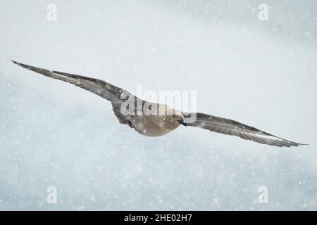 Ein antarktischer Skua, der durch einen Schneesturm in der Antarktis fliegt. Stockfoto