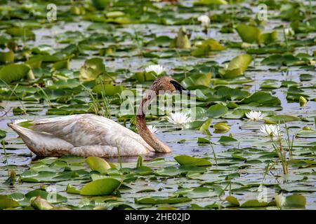 Trompeter-Schwan unter den Lilypaden am Phantom Lake im Crex Meadows Wildlife Area, Grantsburg, Wisconsin, USA. Stockfoto