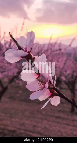 Detail von einigen Mandelblüten auf dem Feld. Rosa Mandelblüten Stockfoto