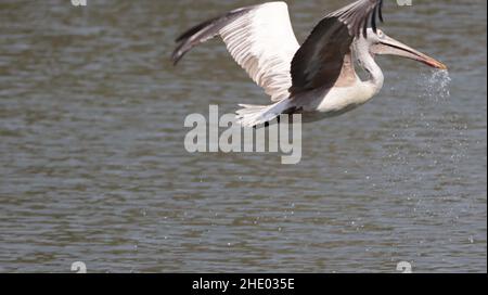 Wunderschöne Aufnahme eines Pünktchen-Pelikans im Flug im Vogelschutzgebiet Ranganatitthu Stockfoto