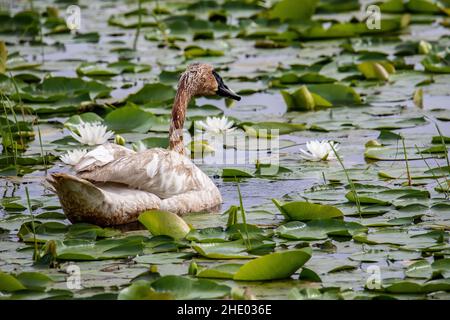 Trompeter-Schwan unter den Lilypaden am Phantom Lake im Crex Meadows Wildlife Area, Grantsburg, Wisconsin, USA. Stockfoto