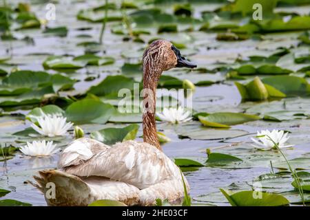 Trompeter-Schwan unter den Lilypaden am Phantom Lake im Crex Meadows Wildlife Area, Grantsburg, Wisconsin, USA. Stockfoto