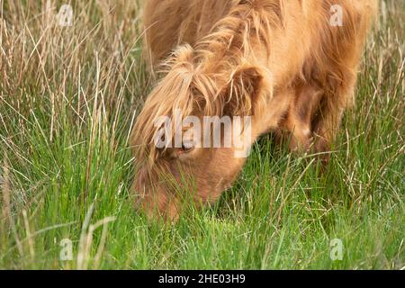 Eine Hochlandkuh, die im Frühjahr auf einem Feld isst, aus der Nähe in Schottland, großbritannien Stockfoto