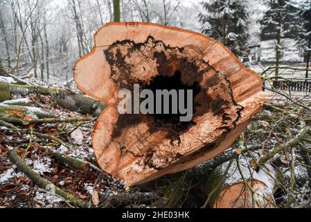 Der Stamm eines kranken und gefällten Baumes im Wald, das Innere des Stammes ist leer. Stockfoto