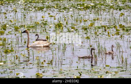 Mutter Trompeter Schwan und ihr Baby Cygnets in Phantom Lake, Crex Meadows State Wildlife Area, Grantsburg, Wisconsin USA. Stockfoto