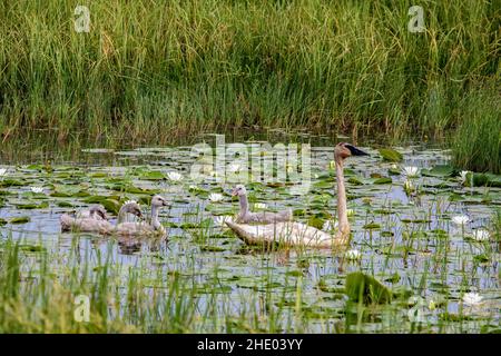 Mutter Trompeter Schwan mit ihren vier Baby Cygnets auf Phantom Lake im Crex Meadows State Wildlife Area, Grantsburg, Wisconsin, USA. Stockfoto