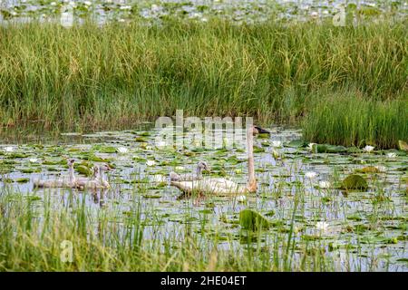 Mutter Trompeter Schwan mit ihren vier Baby Cygnets auf Phantom Lake im Crex Meadows State Wildlife Area, Grantsburg, Wisconsin, USA. Stockfoto