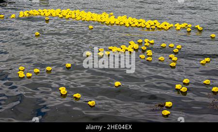 Flottille von gelben Plastikenten im Entenrennen Stockfoto