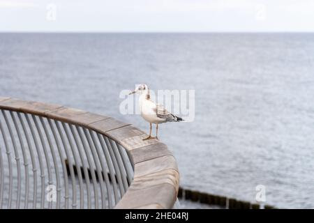 Eine weiße Möwe sitzt auf dem Geländer der neuen Seebrücke in Koserow auf der Insel Usedom. Stockfoto