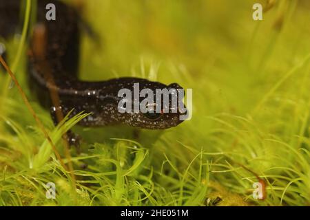 Nahaufnahme eines erwachsenen Salamanders mit Western Red-Rückendeckung, Plethodon-Fahrzeug, das auf grünem Moos in Nord-Oregon sitzt Stockfoto