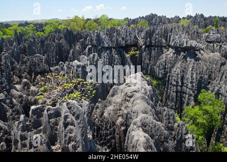 Klippen im Tsingy De Bemaraha Nationalpark, Madagaskar. Stockfoto