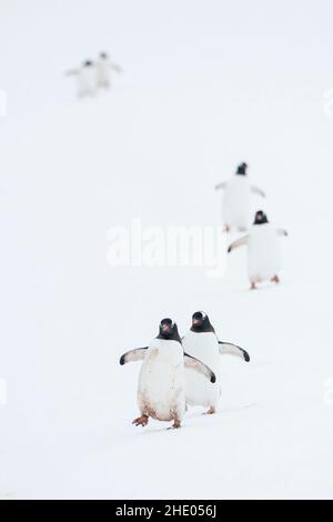 Gentoo-Pinguine marschieren in einer Schlange auf Cuverville Island, Antarktis. Stockfoto