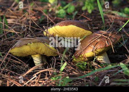 Nahaufnahme von zwei körnigen Butterpilzen, die auf dem Boden zwischen Gras und Blättern wachsen Stockfoto