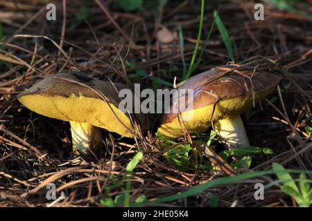 Nahaufnahme von zwei körnigen Butterpilzen, die auf dem Boden zwischen Gras und Blättern wachsen Stockfoto