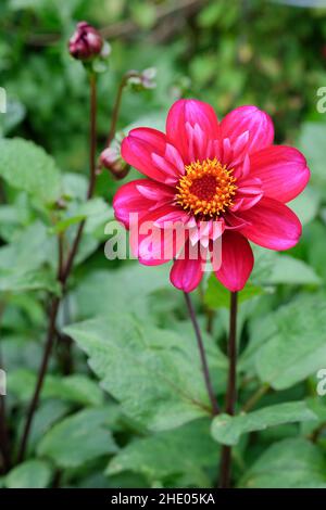 Dahlia 'Hootenanny - Swan Island', Collarette Dahlia, warme rote Blume mit weißen Highlights. Stockfoto