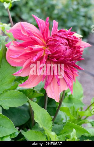 Dahlia „Penhill Dark Monarch“. Essteller Dahlia. Nahaufnahme einer einzelnen Blume Stockfoto