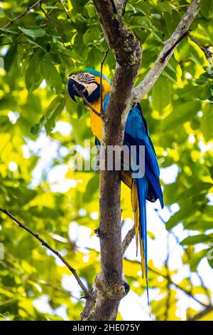 Wunderschönes blau-gelbes Ara-Portrait auf Baum im Dschungel Stockfoto