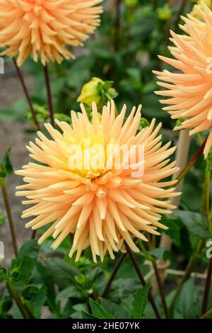 Dahlia „Hillcrest Jersie“. Kleiner Kaktus Dahlia mit aprikosenfarbenen Blüten Stockfoto