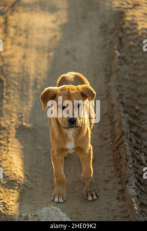 Welpen leben auf der Straße Stockfoto