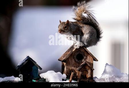 Suirrel posiert für ein Bild auf einem Vogelhaus-Dach Stockfoto